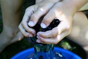 a man holding a chokeberry in his hands