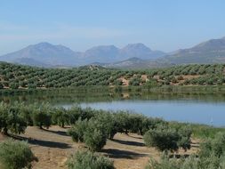 panoramic view of olive trees near the lake