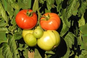 red and green tomatoes on a plant