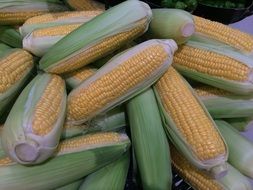 Corn in Japan