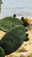 prickly pears on cactus