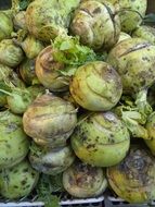 turnip roots