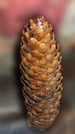 Pine Cones for Decoration