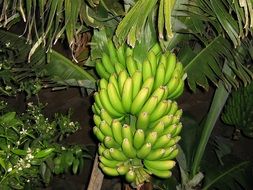 many bananas on the bush close-up