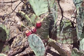 prickly pear in the desert