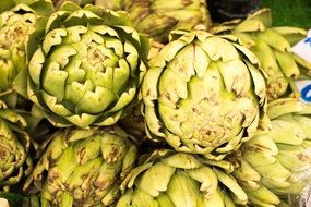 beautiful delicious Artichoke