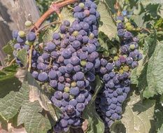 blue grapes for wine