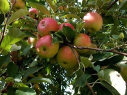 red Apples ripening on Tree