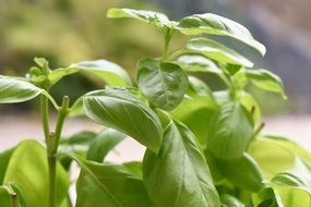 green basil plant