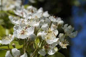 apple tree in white flowers close up