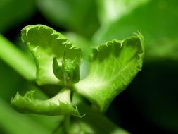 tropical green flower closeup