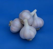four white garlic