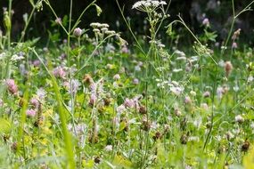 Flowers on the meadow in summer