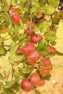 mature organic apples on the tree branch