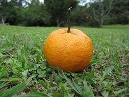 Orange on the grass