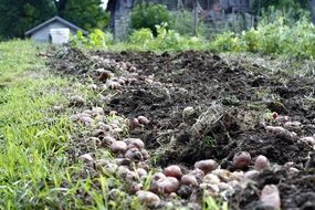 harvested Potatoes on soil in Field