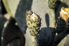 buds on cactus close up