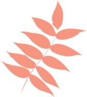 digital drawing of an autumn leaf