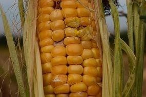 yellow corn on the cob close up