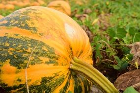 yellow-green pumpkin in the garden