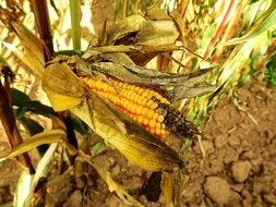 ripe corn on the field in autumn