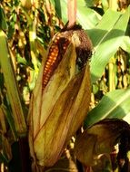 mature corn on the cob