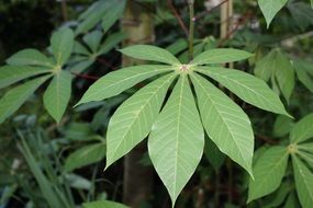 green cassava leaves