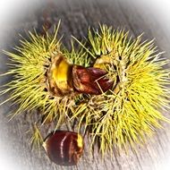 prickly chestnut shells