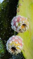 cactus with pear-shaped fruits