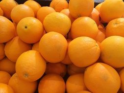 harvest of oranges in California