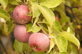 three browned Apples on Branch