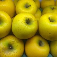 a lot of yellow apple lie in a pile