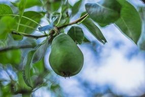 green pear on a branch close-up