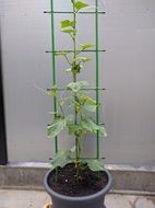 Pickle Plant