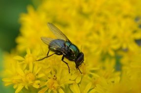 green fly on yellow inflorescences close-up