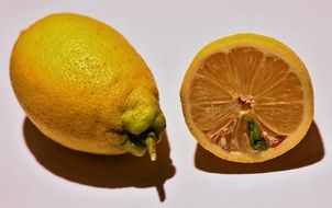 Lemon sprout inside cut fruit