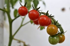 branch of unripe cherry tomatoes