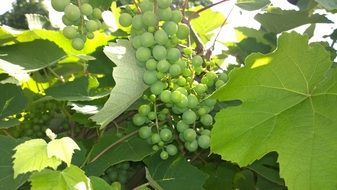 Green Grapes and green leaves