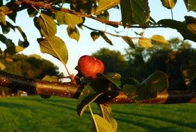 Apple tree branch with Apple