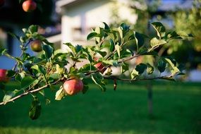 apples on a tree in a green meadow
