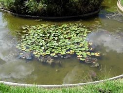 green plants in the pond in the garden