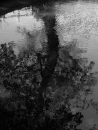 ebony reflection in a pond in the evening