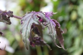 plant with purple leaves in a botanical garden