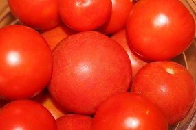 tomatoes in the basket