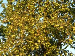 Apple Tree Branches