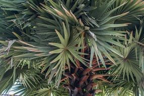 thin green leaves on a palm tree
