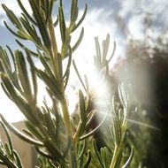 Rosemary, kitchen Herb in Garden