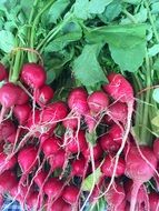 Red ripe fresh radishes in the farmer's market