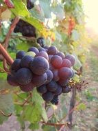 huge grapes grow on branches