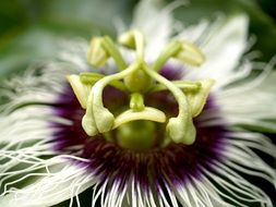 tropical passion flower close up